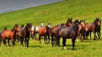 Ход конём. Одомашнивание дикой лошади впервые произошло в Северном Казахстане?