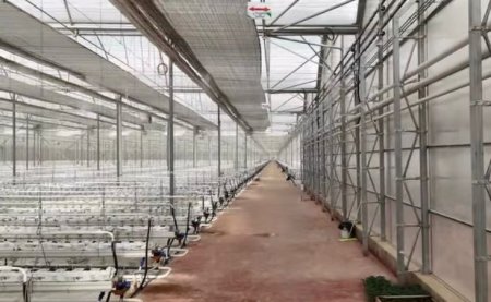 «Alsera KZ» ЖШС Бозарық индустриялық аймағында жылыжай кешенін 2 кезеңмен жүзеге асыруда.