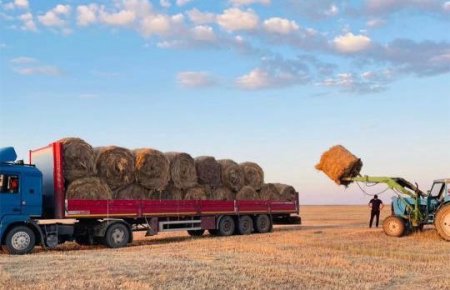 Қазақстанда 28,9 млн тонна мал азығы дайындалды