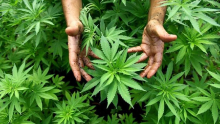 Абай ауданында жабайы қарасора алқабы жойылды