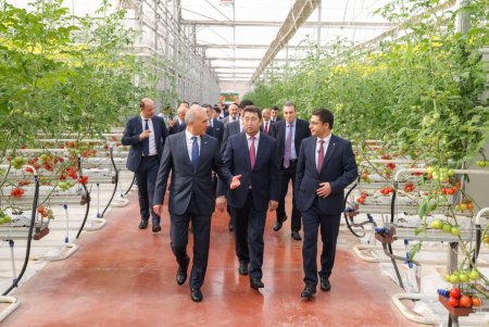 ШЫМКЕНТТЕ «ALSERA KZ» ЖЫЛЫЖАЙ КЕШЕНІНДЕ АЛҒАШҚЫ ҚЫЗАНАҚ ӨНІМІ ЖИНАЛДЫ